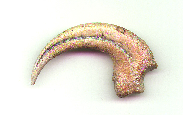 real raptor claw for sale